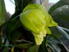 Blc. Ports of Paradise x Blc. Hemlock Pass